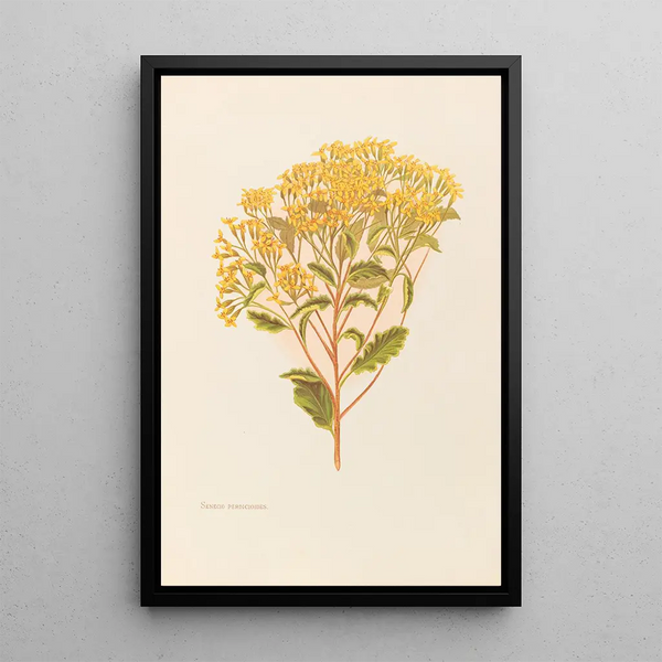 Senecio perdicioides - Georgina Burne Hetley — framed artwork on a wall