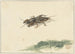 Insect Painting - Gerard Sanders — artwork view