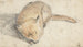 Sleeping Fox - Gerard ter Borch — artwork view