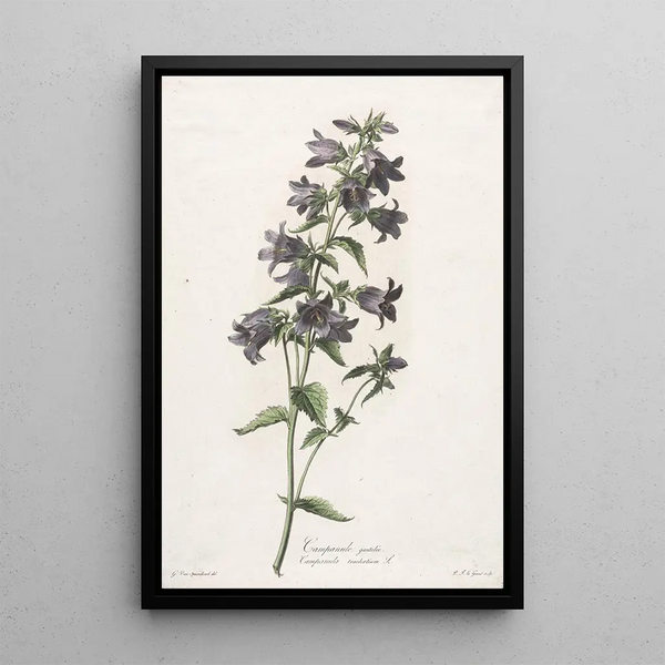 Campanule gantelée - Gerard van Spaendonck — framed artwork on a wall