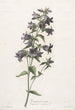 Campanule gantelée - Gerard van Spaendonck — artwork view