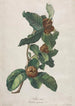 Medlar cultivated Mespilus germanica - Gerard van Spaendonck — artwork view