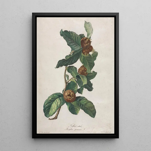 Medlar cultivated Mespilus germanica - Gerard van Spaendonck — framed artwork on a wall