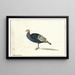 A Turkey - Gerardus van Veen — framed artwork on a wall