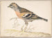 Fringille des bruyères - Gerardus van Veen — artwork view