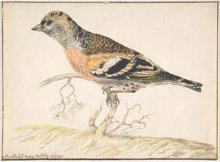 Fringille des bruyères - Gerardus van Veen — artwork view