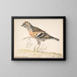 Fringille des bruyères - Gerardus van Veen — framed artwork on a wall