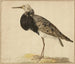 Standing Ruff Painting - Gerardus van Veen — artwork view