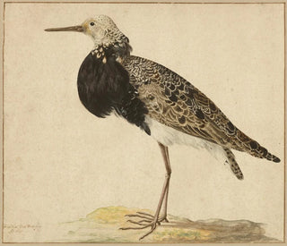 Standing Ruff Painting - Gerardus van Veen — artwork view
