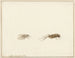 Two insects - Gerardus van Veen — artwork view