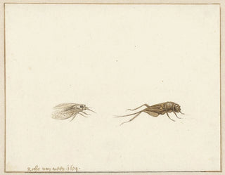 Two insects - Gerardus van Veen — artwork view