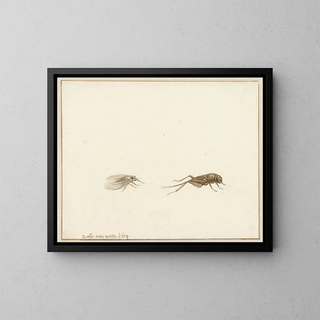 Two insects - Gerardus van Veen — framed artwork on a wall