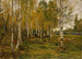 Autumn Birches - Gerhard Munthe — artwork view