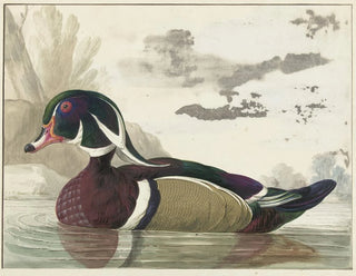 Duck by Caroline - Gerrit van den Heuvel — artwork view