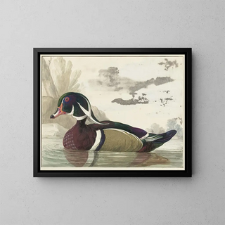 Duck by Caroline - Gerrit van den Heuvel — framed artwork on a wall