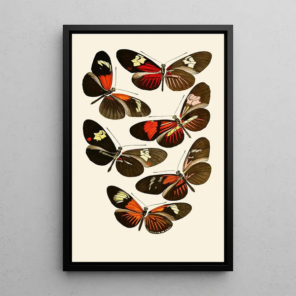 Zeitschrift entomologique allemande pl 6 - Gesellschaft Isis in Dresden — framed artwork on a wall