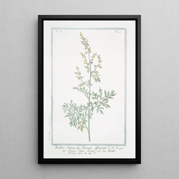 Absinthe romaine - Giorgio Bonelli — framed artwork on a wall