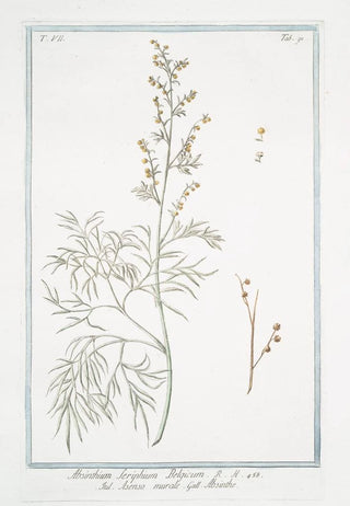 Giorgio Bonelli - Absinthium Seriphium Belgicum Asenso murale Abisinthe Wormwood.webp