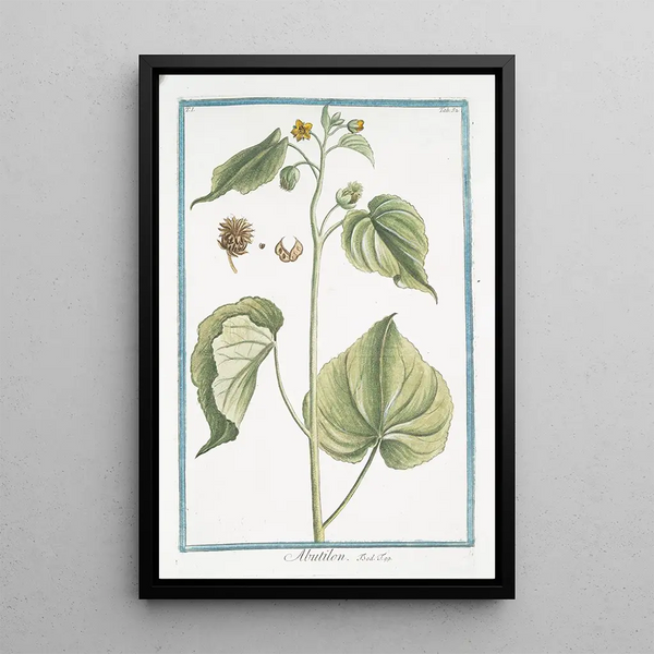 Flowering Maple - Giorgio Bonelli — framed artwork on a wall
