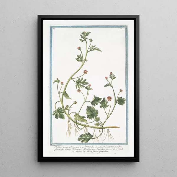 Mauve des Indes false marshmallow - Giorgio Bonelli — framed artwork on a wall