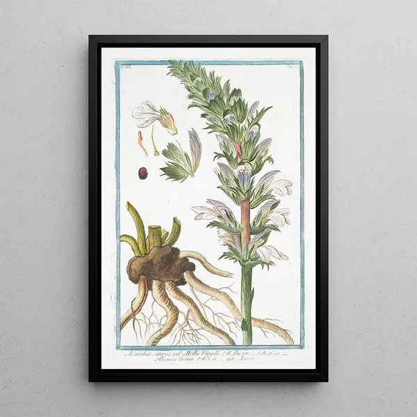 Acanthe molle painting - Giorgio Bonelli — framed artwork on a wall
