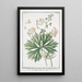 Aconit tue-loup jaune - Giorgio Bonelli — framed artwork on a wall