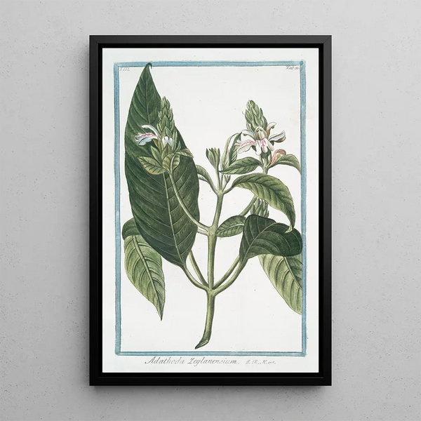 Adathoda de Ceylan - Giorgio Bonelli — framed artwork on a wall