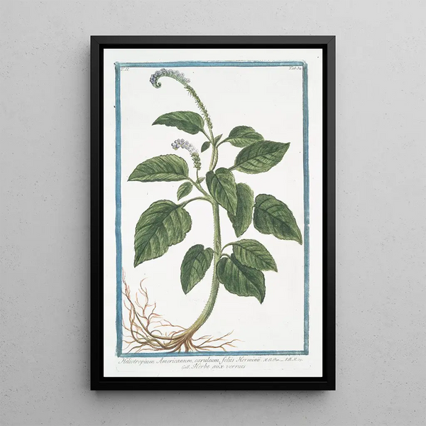 Heliotrope - Giorgio Bonelli — framed artwork on a wall