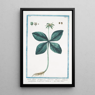 Giorgio Bonelli - Herba Paris Solanum quadrifolium bacciferum Erba Pari True Love One Berry.webp