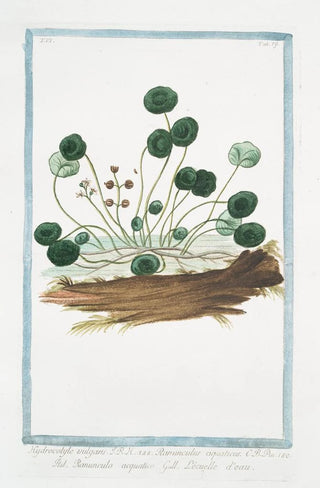 Giorgio Bonelli - Hydrocotyle vulgaris Ranunculus aquaticus Ranunculo acquatico Lecuelle deau Marsh Penny.webp