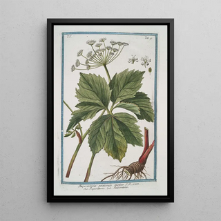 Giorgio Bonelli - Imperatoria pratensis major Imperatoire Masterwort.webp