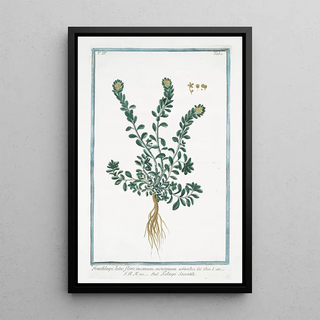 Giorgio Bonelli - Ionthlaspi luteo flore incanum montanum Talaspi Sassatile Alpine pennycress.webp