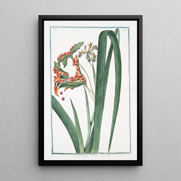 Iris Fétide - Giorgio Bonelli — framed artwork on a wall