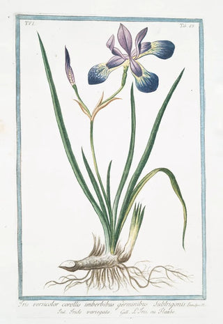 Giorgio Bonelli - Iris versicolor corollis imberbibus germinibus Subtrigonis Iride variegato LIris ou Flambe Blue Flag Poison Flag Flag Lily Liver Lily Snake Lily Dragon Flower Dagger Flower.webp