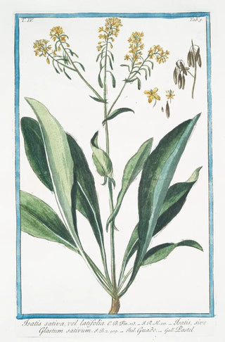 Giorgio Bonelli - Isatis sativa vel latifolia Isatis sive Glastum sativum Guado Pastel Woad.webp