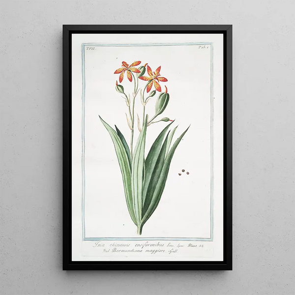 Lis léopard - Giorgio Bonelli — framed artwork on a wall