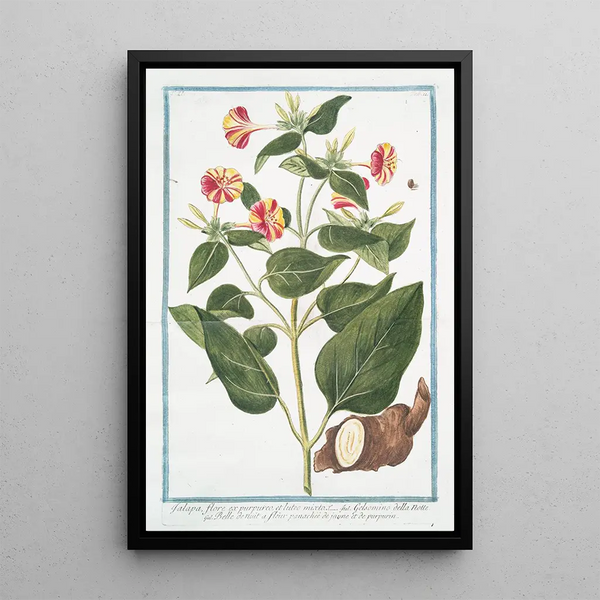 Belle de nuit - Giorgio Bonelli — framed artwork on a wall