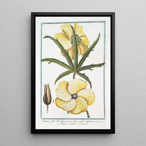 Ketmie à feuilles de manioc - Giorgio Bonelli — framed artwork on a wall