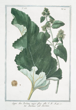 Giorgio Bonelli - Lappa sive Bardana major flore albo Bardana Bardane Burdock clotbur cocklebur grass burdock hardock hareburr hurrburr turkey burrseed.webp