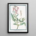 Leucojum purpureum vel rubrum Viola rossa ou Violier Perce-neige de printemps - Giorgio Bonelli — framed artwork on a wall