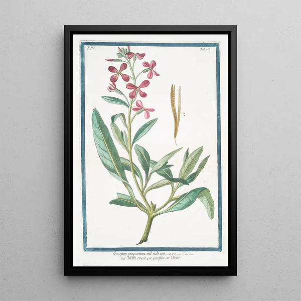 Leucojum purpureum vel rubrum Viola rossa ou Violier Perce-neige de printemps - Giorgio Bonelli — framed artwork on a wall