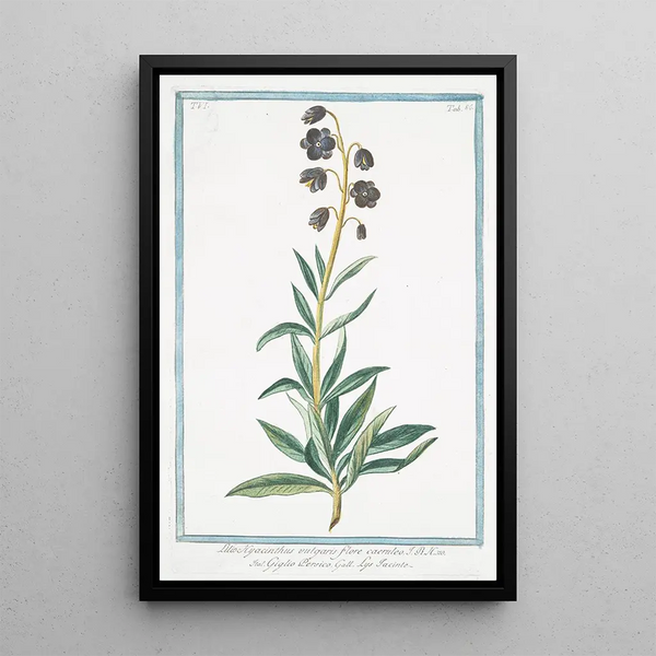 Lilio Hyacinthus vulgaris flore caeruleo giglio Persico Lys Jacinthe - Giorgio Bonelli — framed artwork on a wall