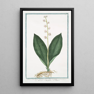 Giorgio Bonelli - Lilium Convallium latifolium flore pleno variegato Fioraliso o Mughetto Muguet.webp