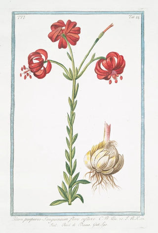 Giorgio Bonelli - Lilium purpureo sanguineum flore reflexo Ricci di Dama Lys.webp