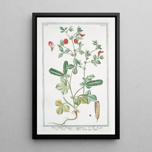 Lotus rubra siliqua angulosa Loto con il fiore rosso Lotier - Giorgio Bonelli — framed artwork on a wall