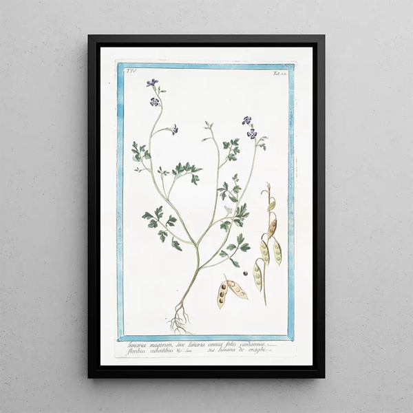 Lunaria magorum sive Lunaria annua with cardamom flowers and red blossoms, by Giorgio Bonelli — framed artwork on a wall