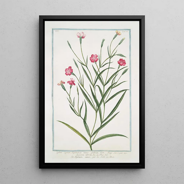 Lychnis Segetum Nigellastrum minus glabrum called Agrostema Celirosa Nigellastre of wheat - Giorgio Bonelli — framed artwork on a wall