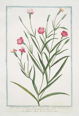 Giorgio Bonelli - Lychnis Segetum Nigellastrum minus glabrum dicta Agrostema Celirosa Nigellastro minore La Nielle des Bleds Black catchfly.webp