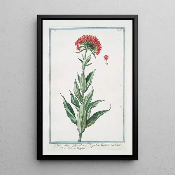 Lychnis sativa with glossy and smooth leaves, scarlet flowers, Scarlattea Sooppia Lychnis scarlet - Giorgio Bonelli — framed artwork on a wall