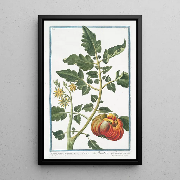 Lycopersicon Galeni Pomidoro Pomme d'amour - Giorgio Bonelli — framed artwork on a wall